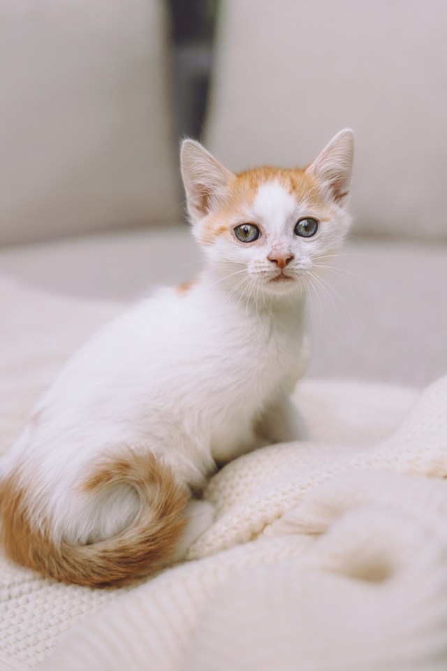 Котята приюта