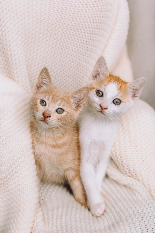 Котята играют вместе