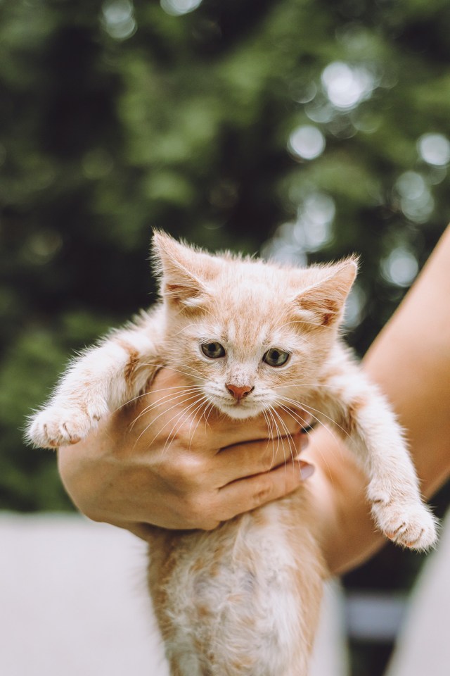 Котята приюта