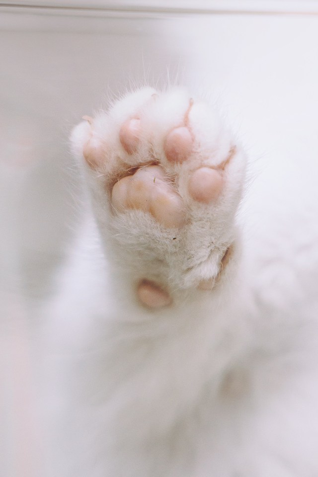 Котята играют вместе