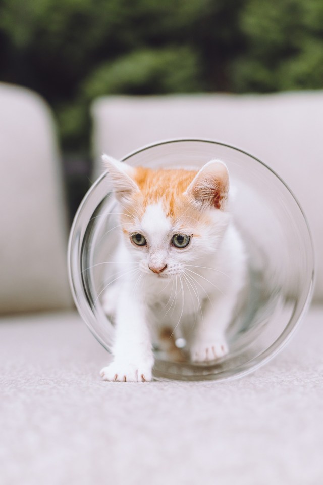Котята играют вместе