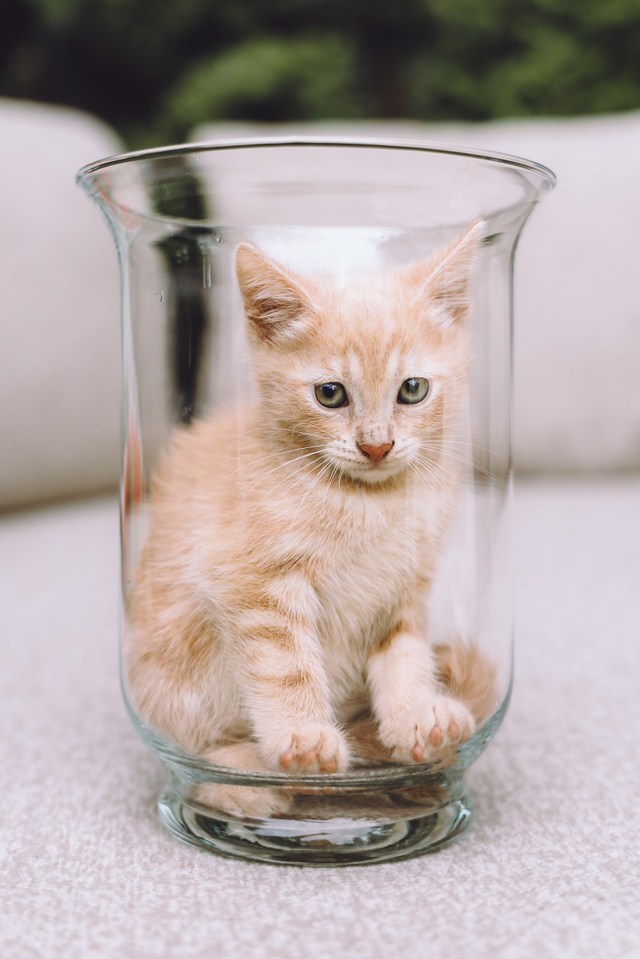 Кошки приюта