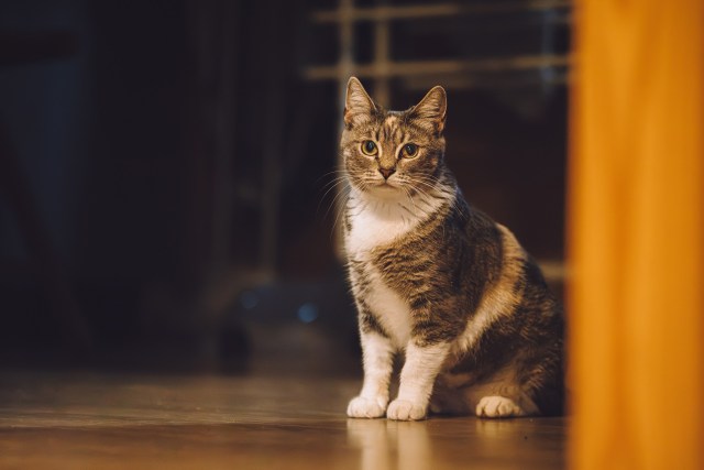 Кошки приюта