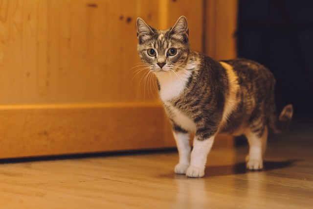 Котята приюта