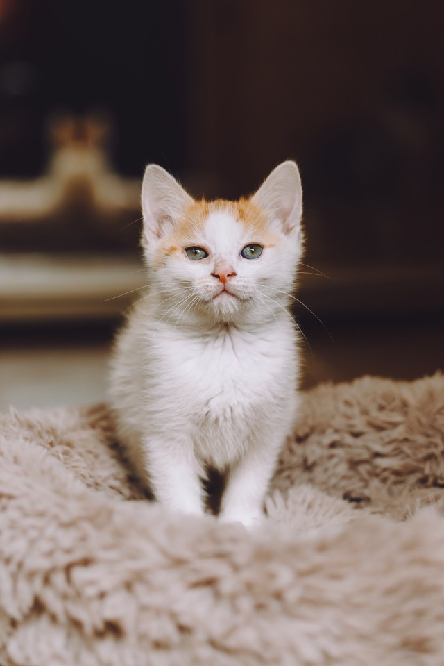 Котята приюта