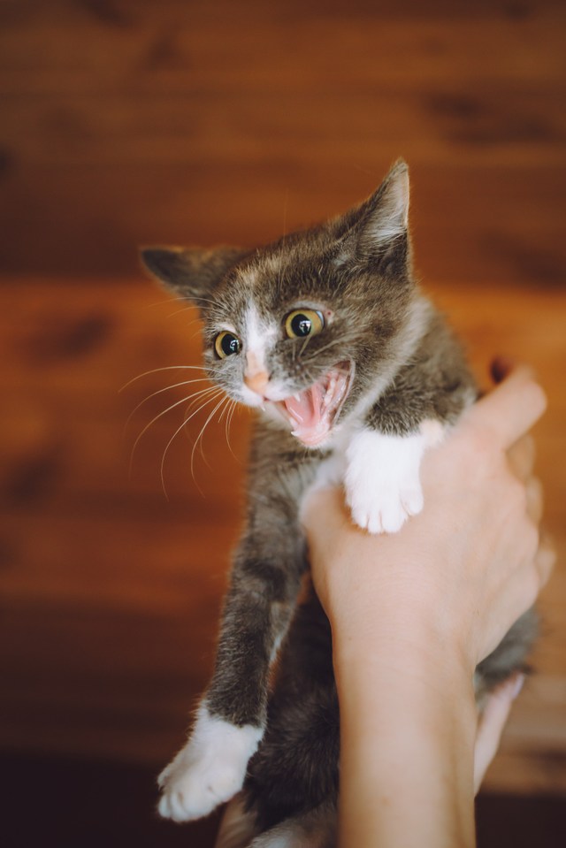 Кошки приюта