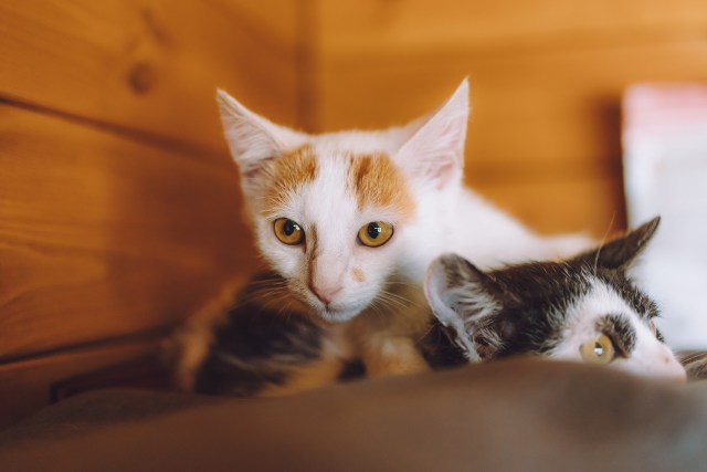 Котята приюта