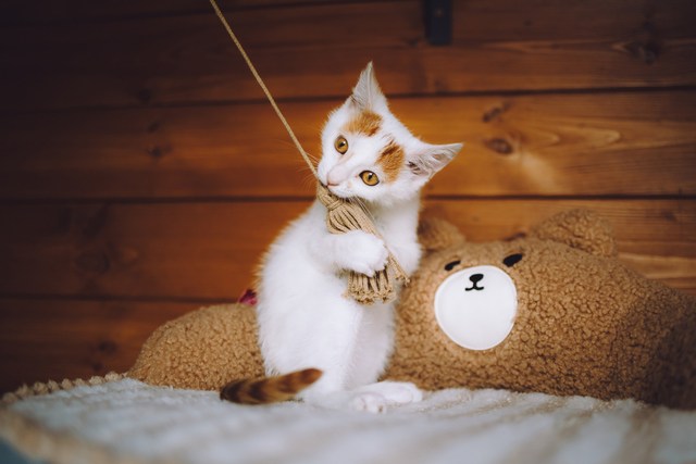 Котята приюта