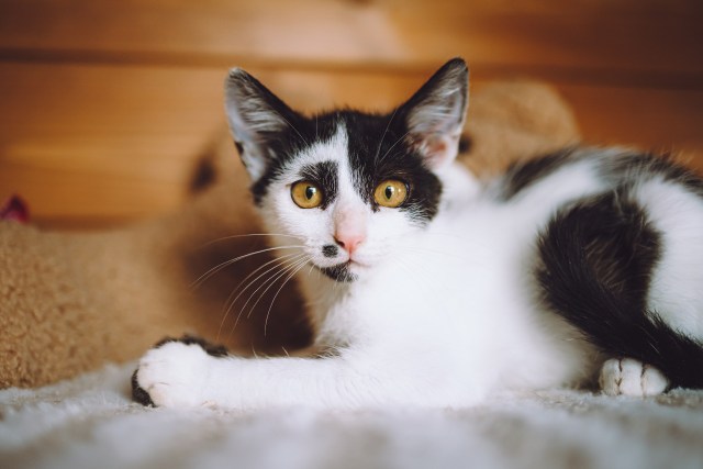 Котята играют вместе