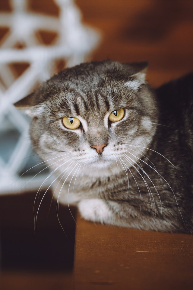 Котята играют вместе