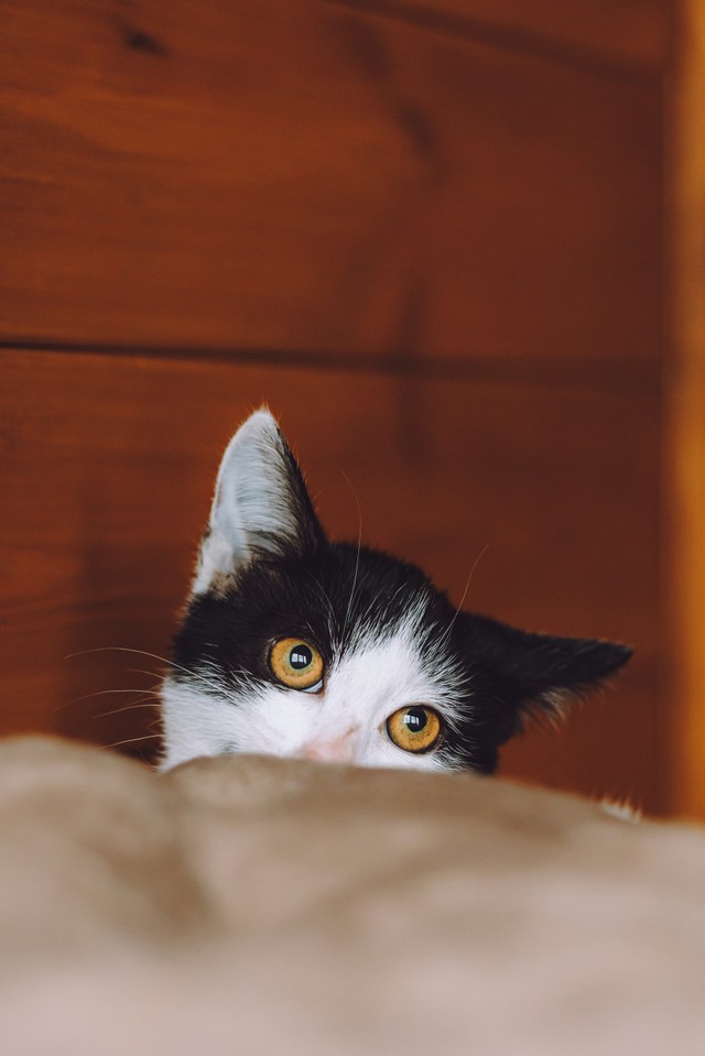 Кошки приюта