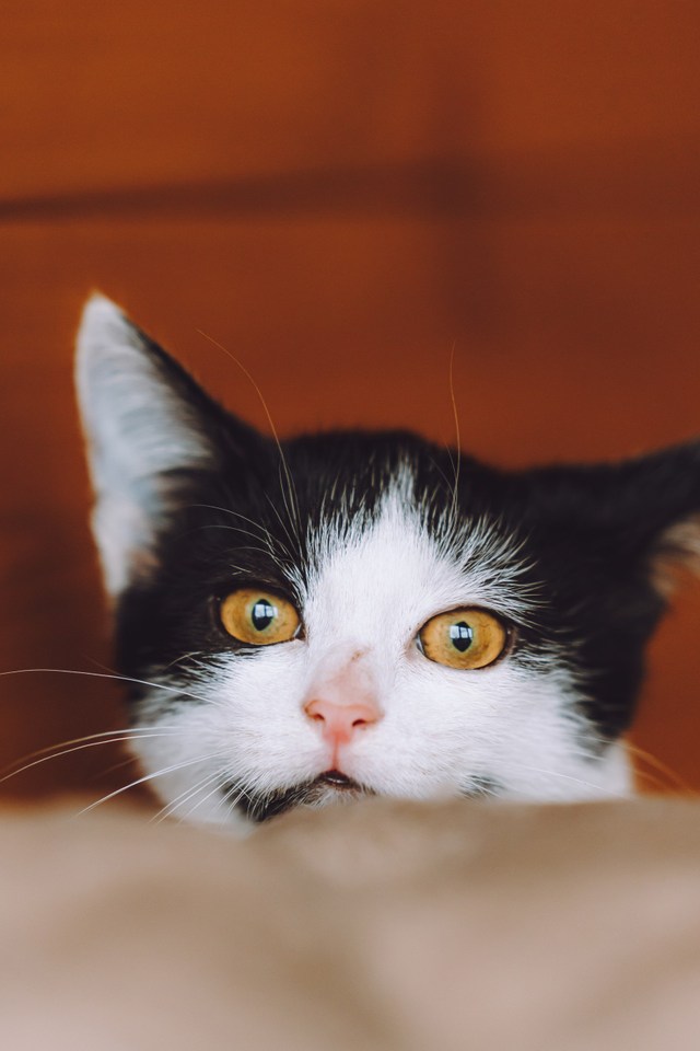 Котята приюта