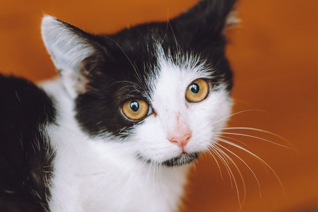 Котята играют вместе