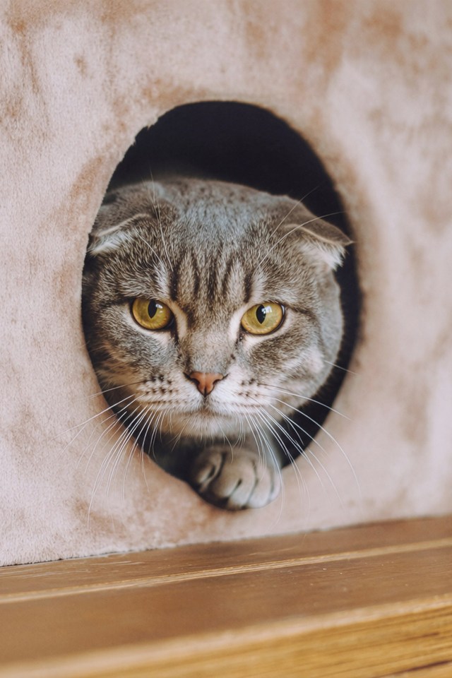 Котята играют вместе